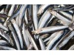 ADDETTO/ A LAVORAZIONE DEL PESCE
