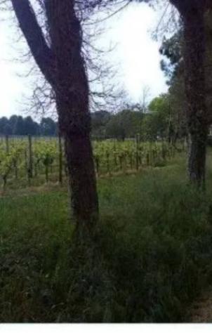 Immobile in asta di 50060 m² in vendita a Caneva - Foto 3