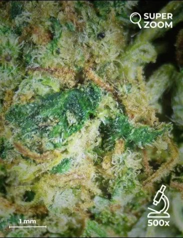 Cheese - Foto 4