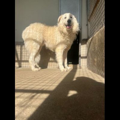 OWELL alla ricerca della libertà, CANE IN ADOZIONE - Foto 7