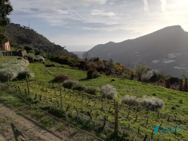 Vallebona VENDESI RUSTICO - Foto 15