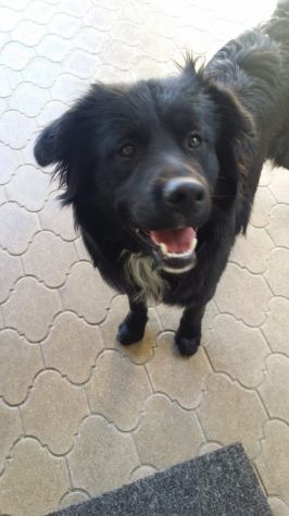 BLACKY, giovanissimo mix golden - Foto 4