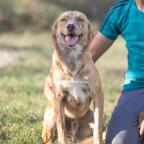Shiro e Scooby 2anni ed invisibili in canile.NAPOLI - Foto 8