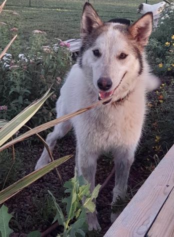 HUSKINA, incrocio collie, adozione del cuore