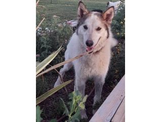 HUSKINA, incrocio collie, adozione del cuore