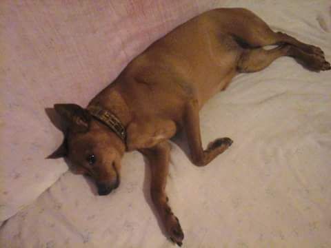 smarrito Pliwy