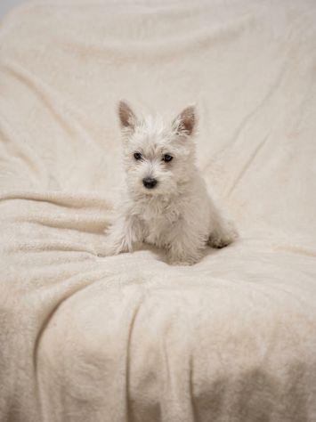 Cuccioli di West Higland di taglia piccola