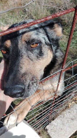 Mamma e 5 cuccioli stupendi in cerca di casa - Foto 3