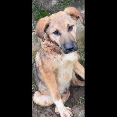 WILLY E MOCKY TENERI E COCCOLONI CUCCIOLI IN ADOZIONE - Foto 2