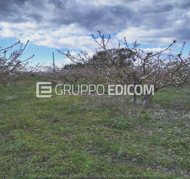 Terreno di 35921 mq in vendita a Montalbano Jonico - Rif. 4551657 - Foto 6