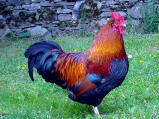 polli