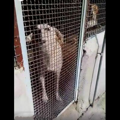 LIBECCIO buonissimo e pacato, aspetta una famiglia, cane in adozione - Foto 5