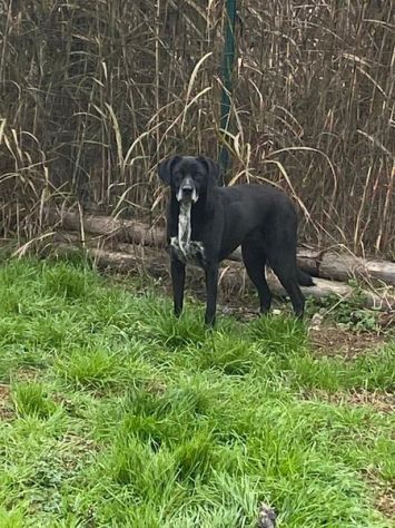 LIA: SIMPATICISSIMA CAGNOLINA DA ADOTTARE !!!! - Foto 2