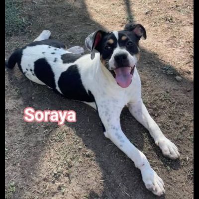 Janette mamma, Jordan papà, Soraya cucciola, cani in adozione - Foto 7