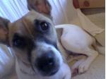 WILLY, mix jack russell