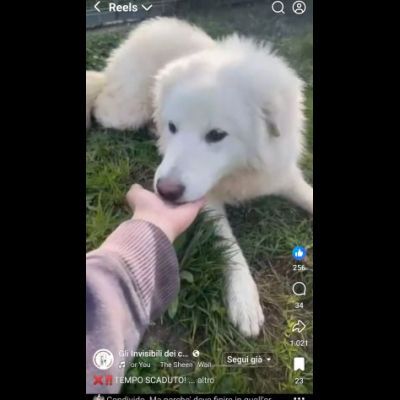VANESSA DELIZIOSA NATA GIUGNO 2025 CANE IN ADOZIONE - Foto 6