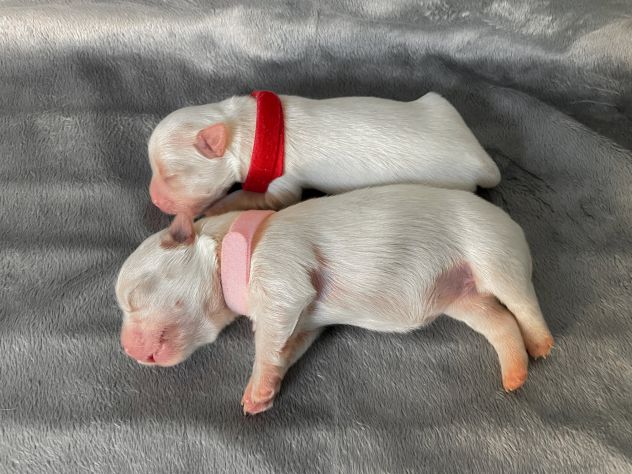 Cuccioli di Maltese con Pedigree ENCI – La Casa dei Maltesi (Cuneo) - Foto 2