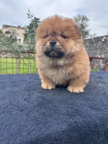 Chow chow - Foto 4