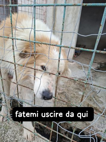 CIRO 4 ANNI taglia grande - Foto 3