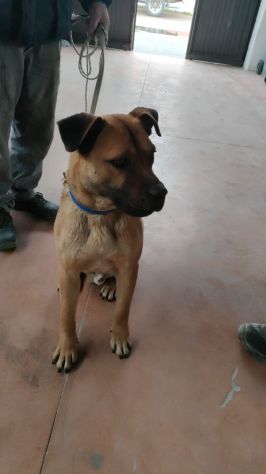 Regalo cucciolo taglia media - Foto 2
