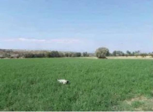 Immobile in asta di 37060 m² in vendita a Roggiano Gravina - Foto 3