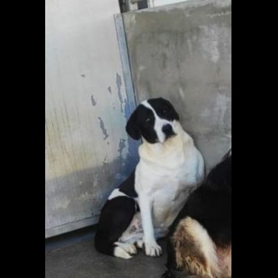 MARILU' tranquilla e pacata, taglia media. CANE IN ADOZIONE - Foto 2