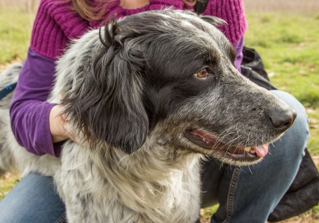 ASSO, affettuosissimo cagnolino - Foto 3