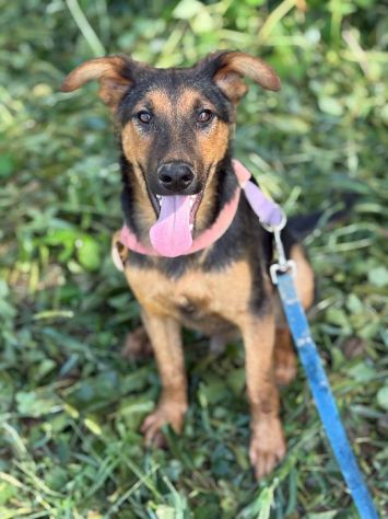 DOBBY, cucciolo mix PASTORINO dolcissimo!