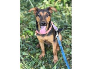 DOBBY, cucciolo mix PASTORINO dolcissimo!