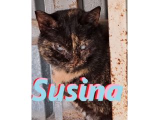 Susina, squamina cieca - adozione del cuore