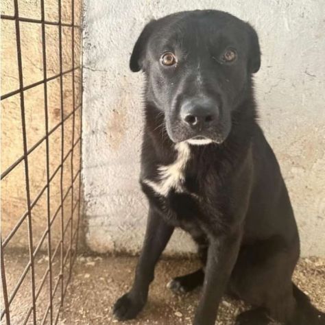 Mix Labrador nero 2anni NON PIACE A NESSUNO!ABRUZZO