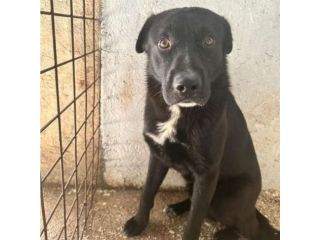 Mix Labrador nero 2anni NON PIACE A NESSUNO!ABRUZZO