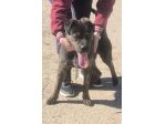 ROCKY giovane Rottweiler cerca urgentemente casa.. apri il suo box salvalo!