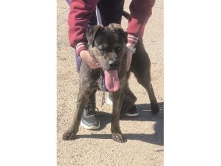 ROCKY giovane Rottweiler cerca urgentemente casa.. apri il suo box salvalo!