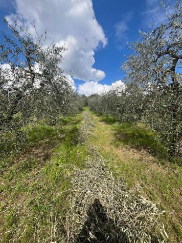 Annesso agricolo in vendita a Capannoli 6500 mq Rif: 1326738 - Foto 3