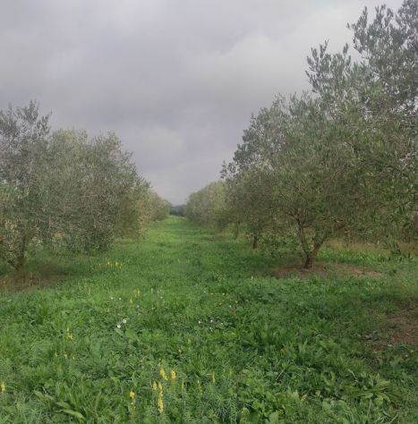 TERRENO ULIVETO E FRUTTETO CON POZZO