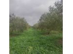 TERRENO ULIVETO E FRUTTETO CON POZZO