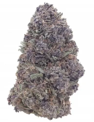 Blueberry Pie