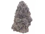 Blueberry Pie