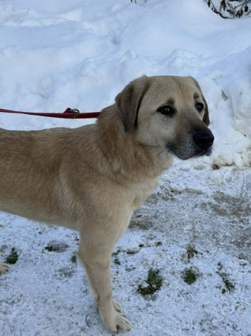 ALEX, cane grande dal cuore gigante! - Foto 3