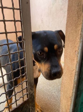 Janette Jordan Soraya cani in adozione - Foto 7