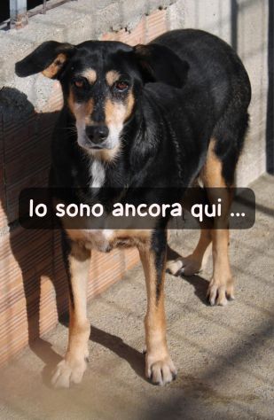 MAYA 7 ANNI taglia media IN CANILE - Foto 2