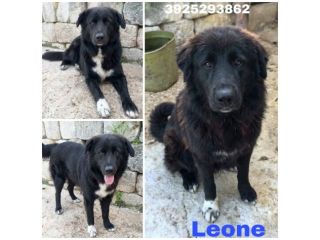 IL MERAVIGLIOSO LEONE IN CERCA DI UNA FAMIGLIA