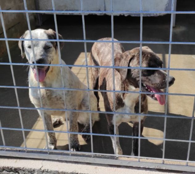 JAGO ADORABILE TENERONE: CANE IN ADOZIONE - Foto 8