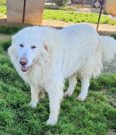 Molly,non deve spegnersi in canile... - Foto 6