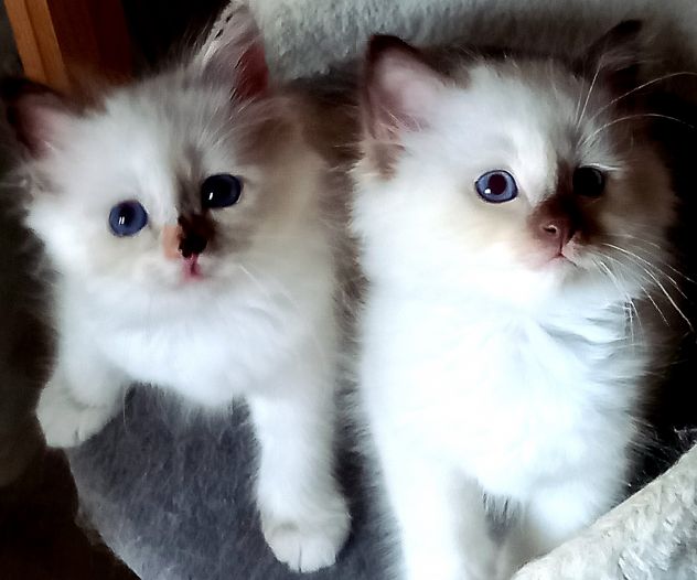Cuccioli Sacro di Birmania con pedigree - Foto 2