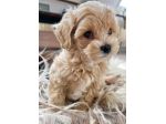 maltipoo cuccioli