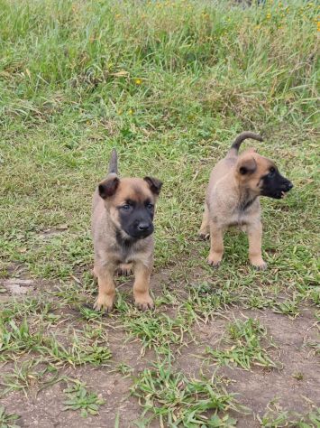 Pastore Belga Malinois Allevamento e cuccioli Lecce Brindisi Bari e in Puglia - Foto 4