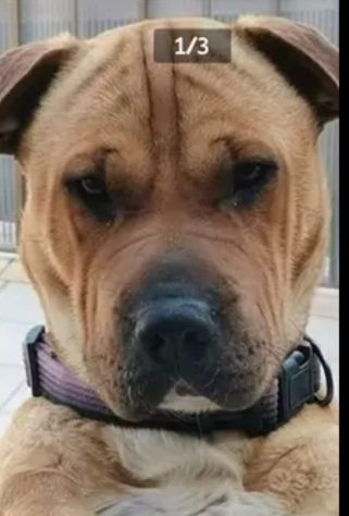 Simil Sharpei 5anni color miele presto sola prov PALERMO - Foto 2