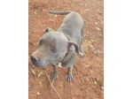 Pitbull terrier femmina 2anni INNAMORATEVI DI LEI!! SICILIA